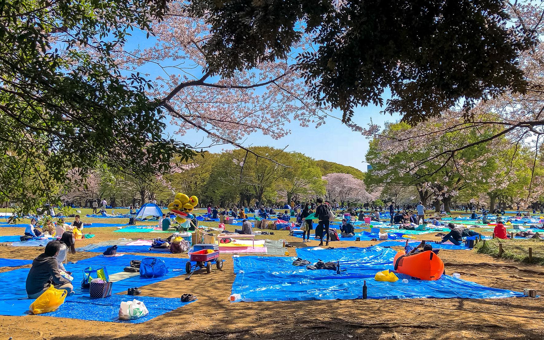 Cherry Blossoms in Japan