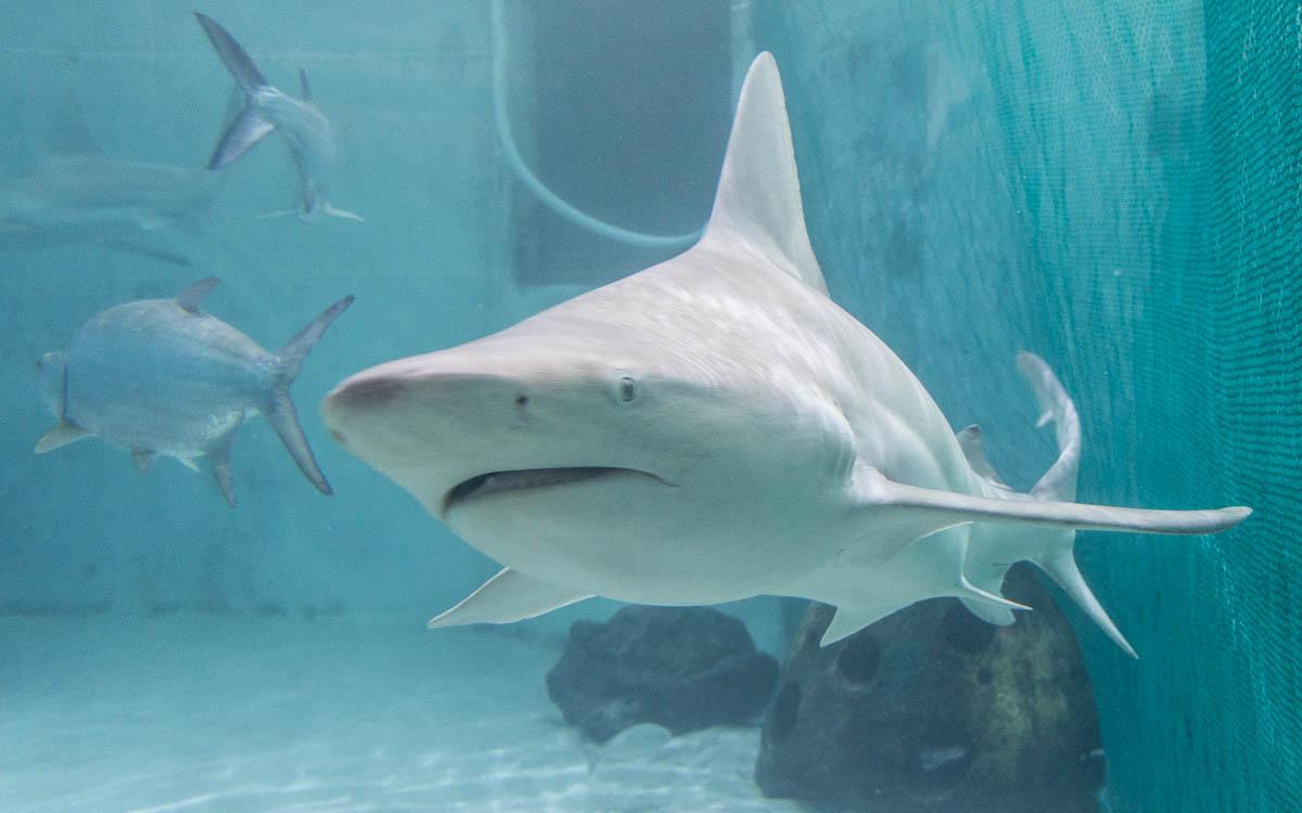 Sarasota Attractions Mote Aquarium Sharks