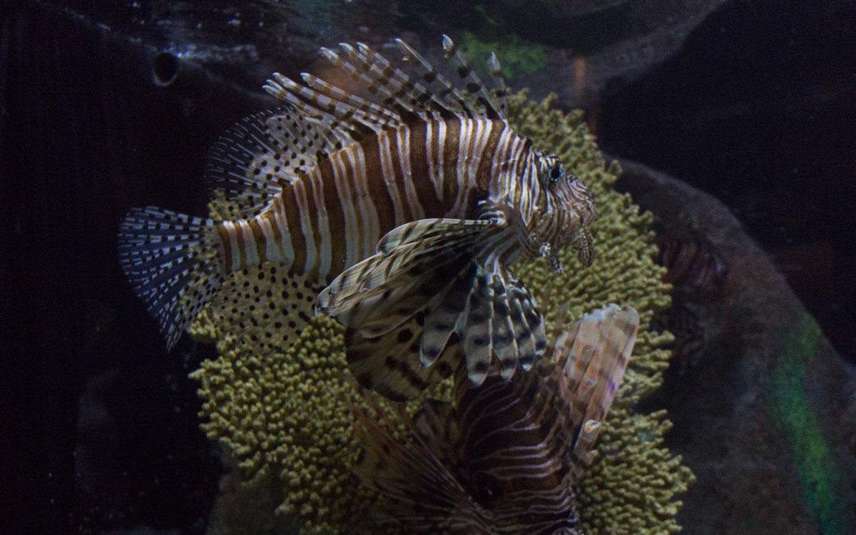 Sarasota Attractions Mote Aquarium Lionfish