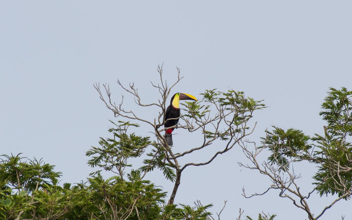 tortuguero-national-park-toucan-2