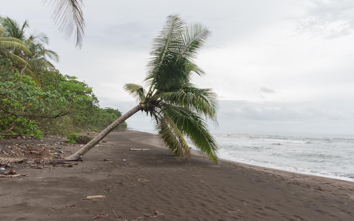 beach-tortuguero-national-park