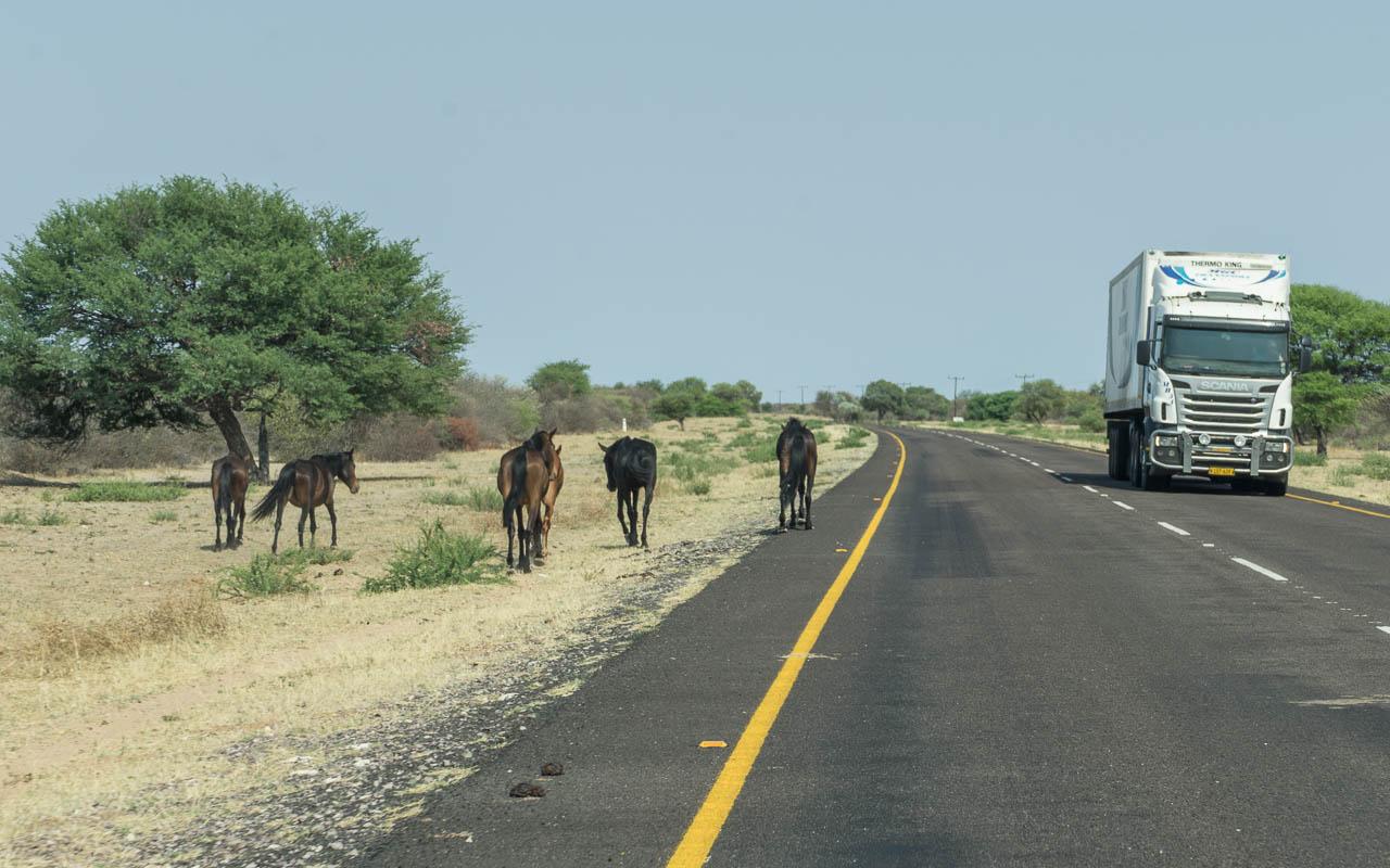 Autorijden Botswana tips links verkeer en dieren