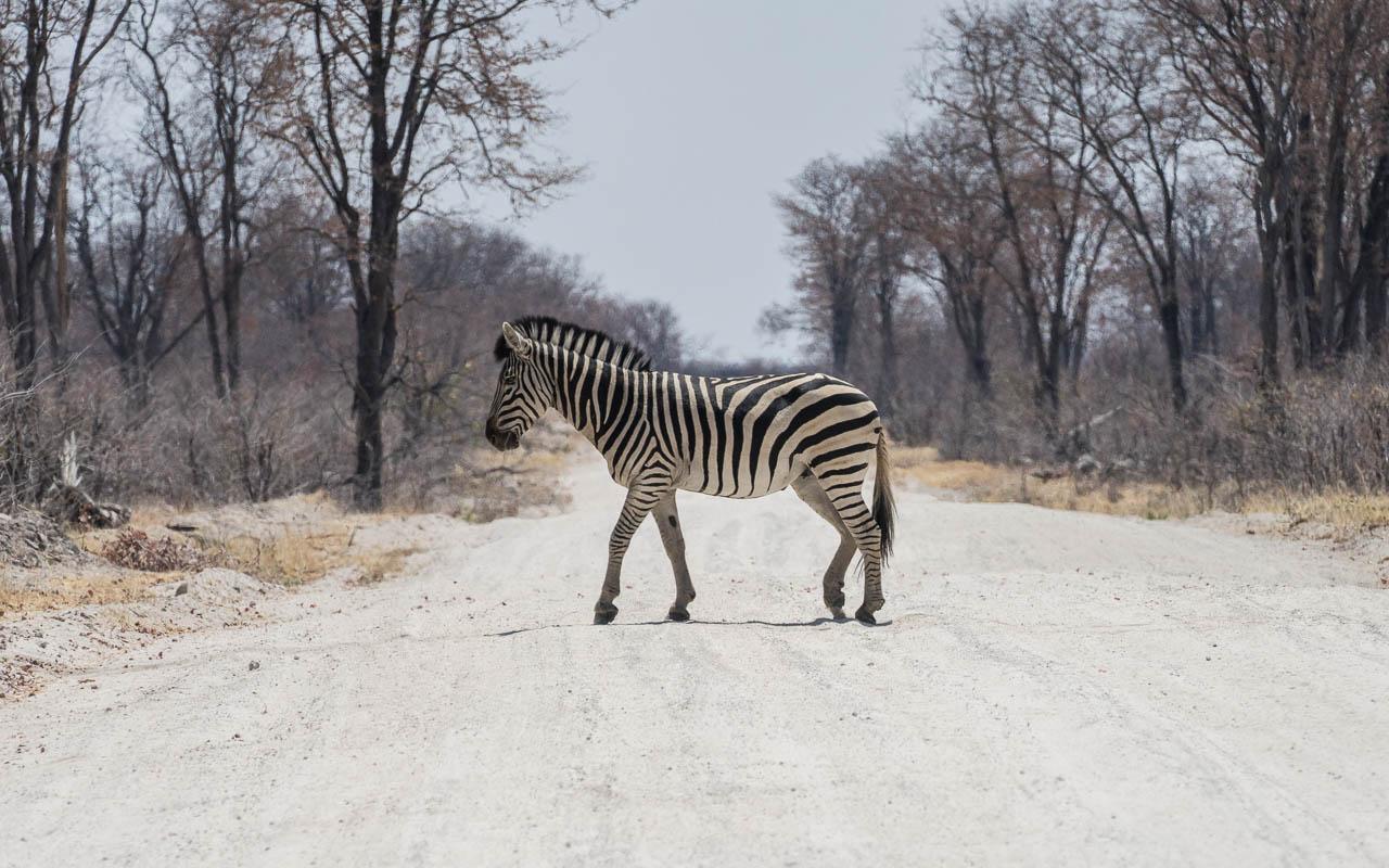 Autorijden Botswana voorzichtigheid dieren