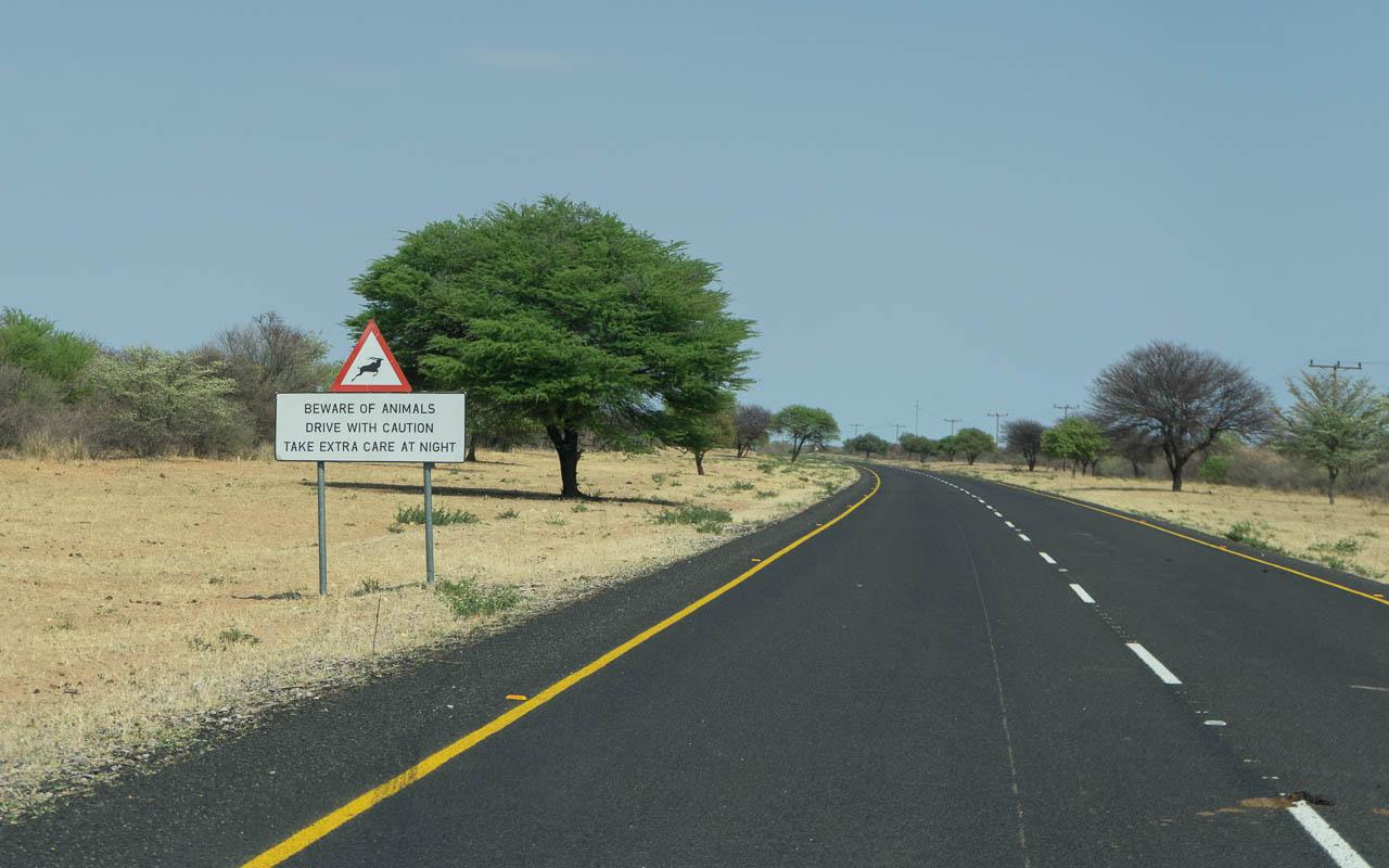 Autorijden Botswana tips let op dieren