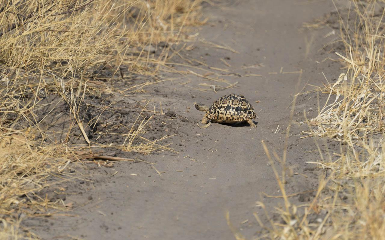 Autorijden Botswana tips dieren schildpad