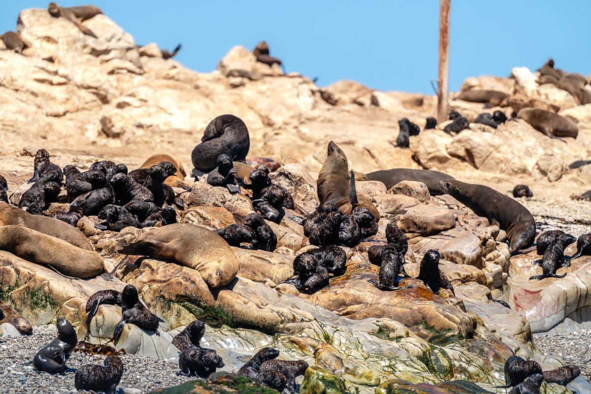 Dyer Island Cape Fur Seals