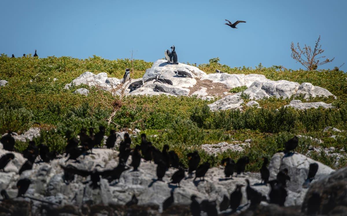 Dyer Island penguins and cormorants