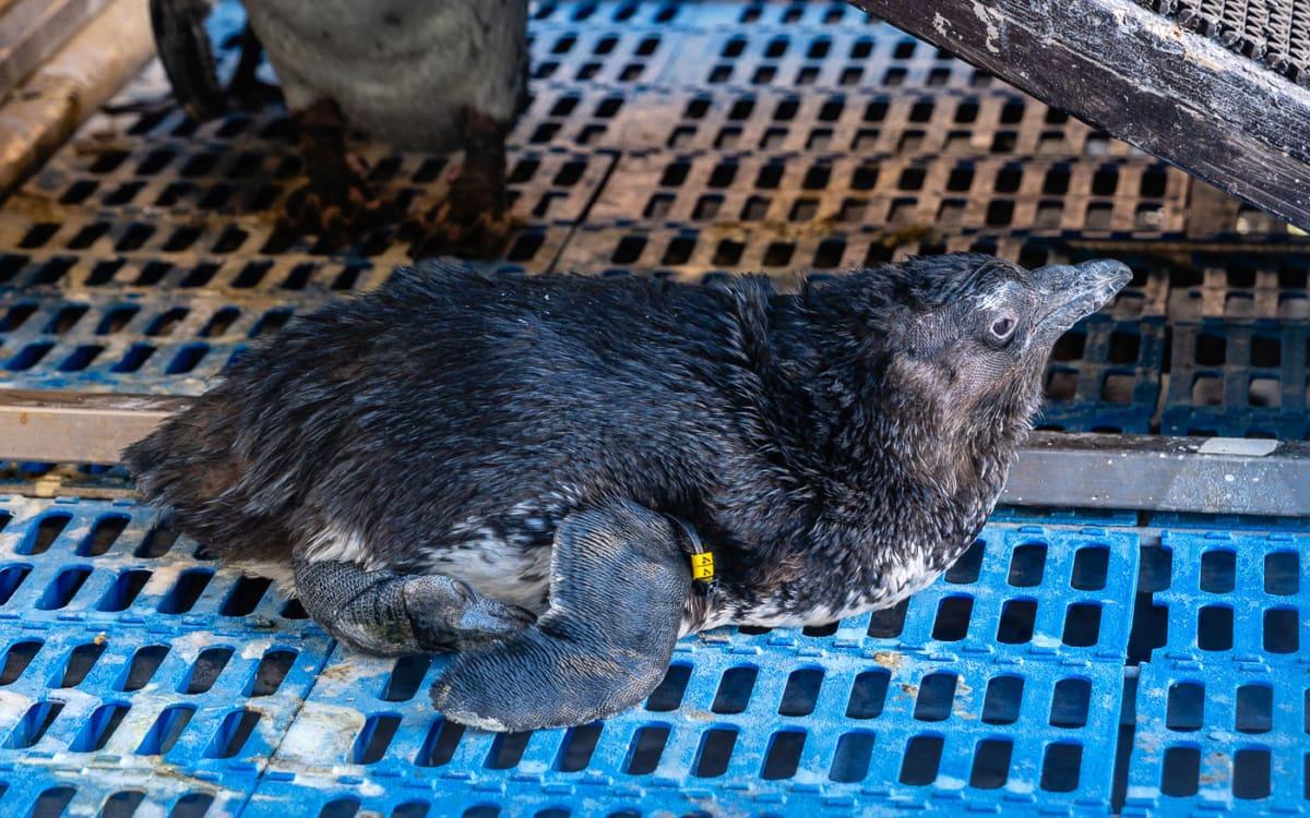 This young penguin was extremely young when it arrived at the station. It could not even stand up. Its feet were not properly developed.