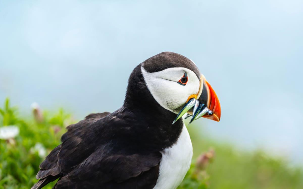 Saltee Island in Ireland - great spot for puffins