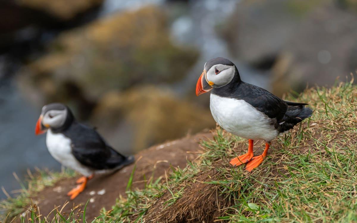 Puffins in Iceland at Hafnarholmi