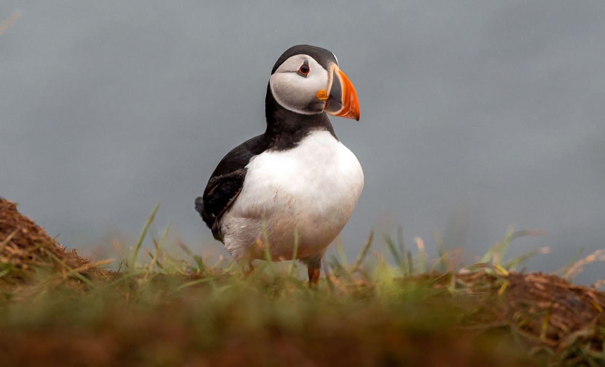 Puffins in summer in Iceland