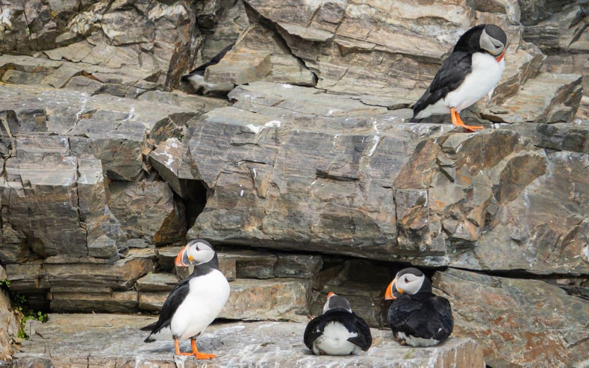 Puffins in Svalbard Arctic