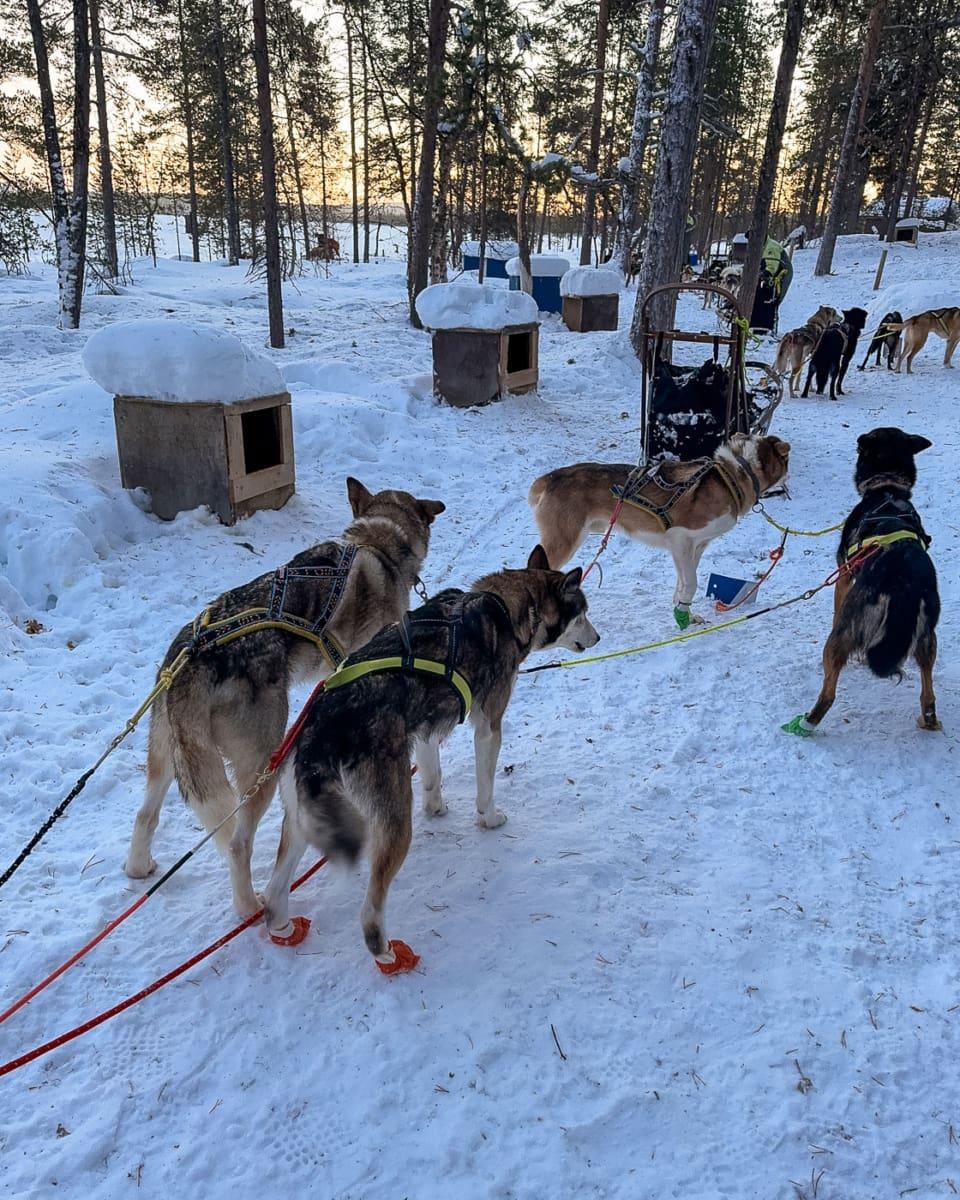 Finished husky team