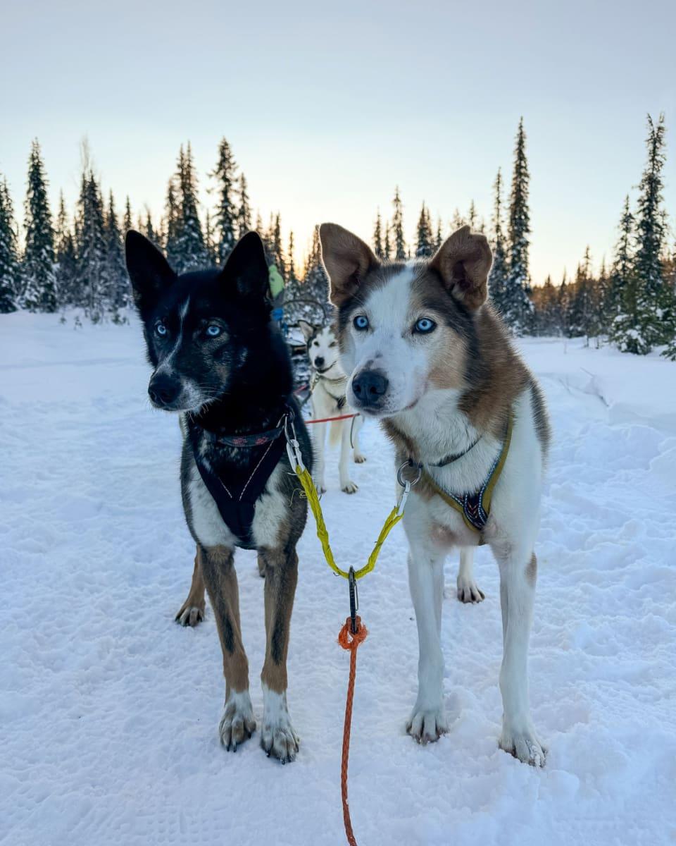 My lead dogs on the husky tour in Lapland: Mo Mo and Fennek (right)