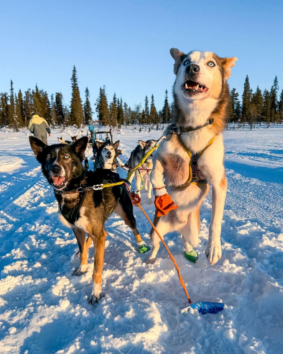 Fennek and Mo Mo are very active huskies