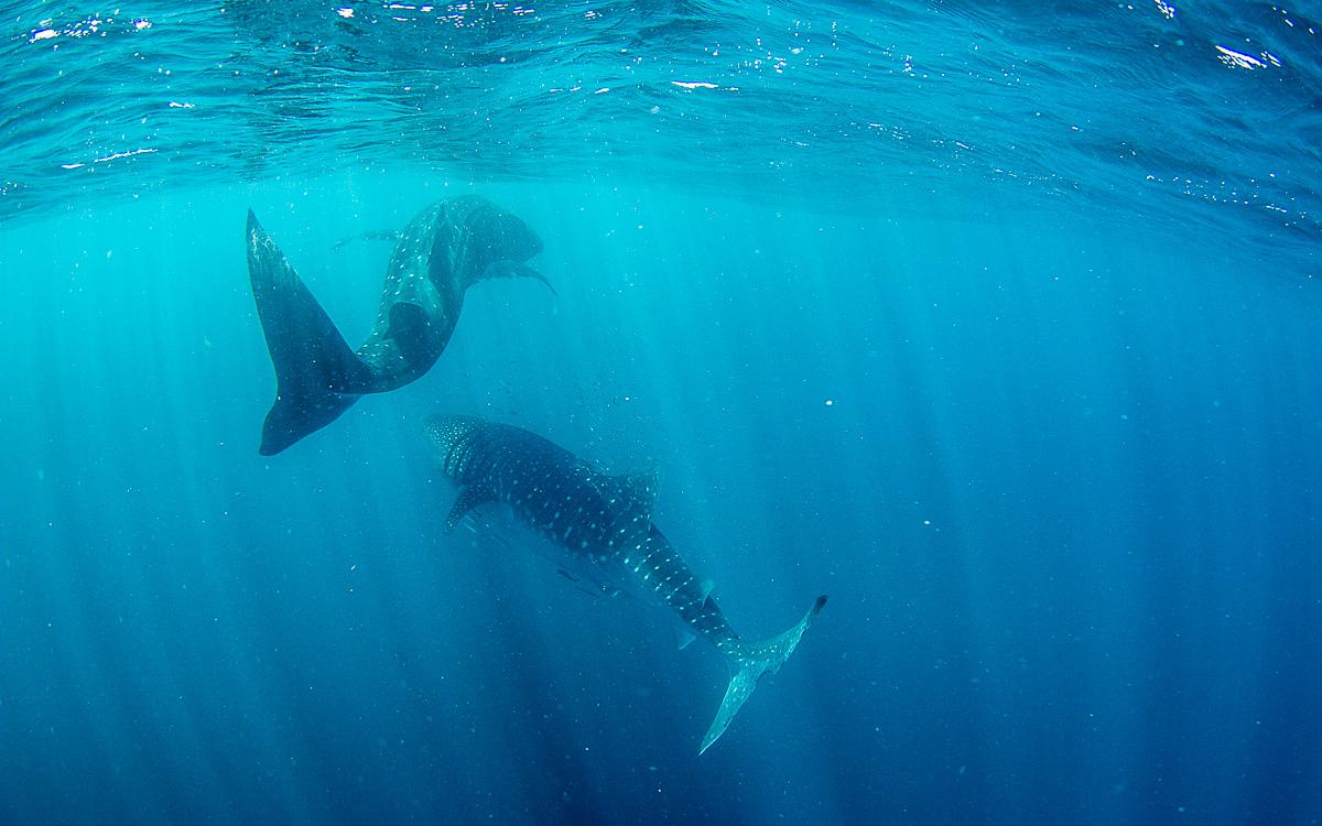 walvishaai-zwemmen-ningaloo-rif-21