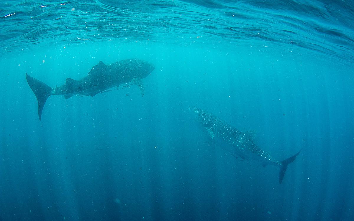 Met walvishaaien zwemmen Ningaloo Reef Australië