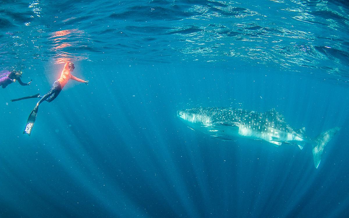Walvishaai doemt voor ons op Ningaloo Reef
