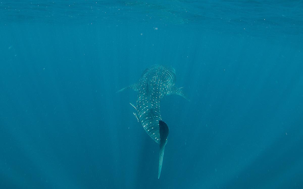 walvishaai-zwemmen-ningaloo-rif-vin