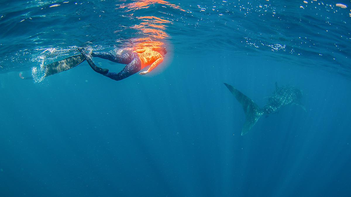 Zwemmen met walvishaai West-Australië