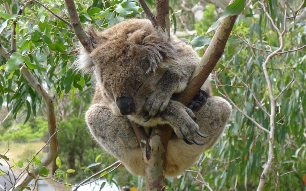 Botanische Tuin Melbourne Koala