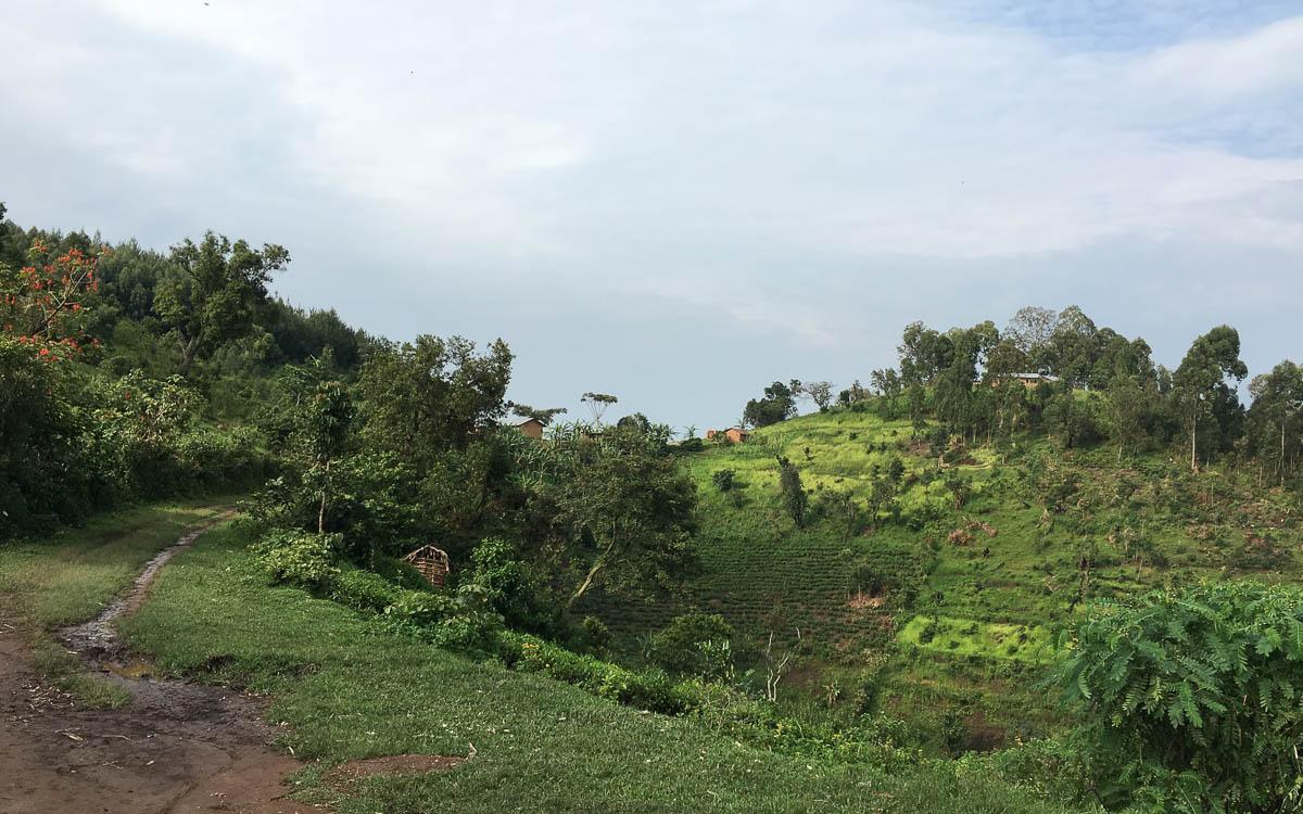 Gorilla Trekking Uganda Mayange Bwindi NP
