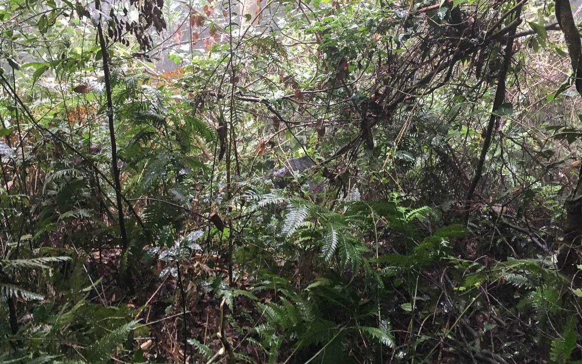 Bwindi Gorilla Tracking H-Group