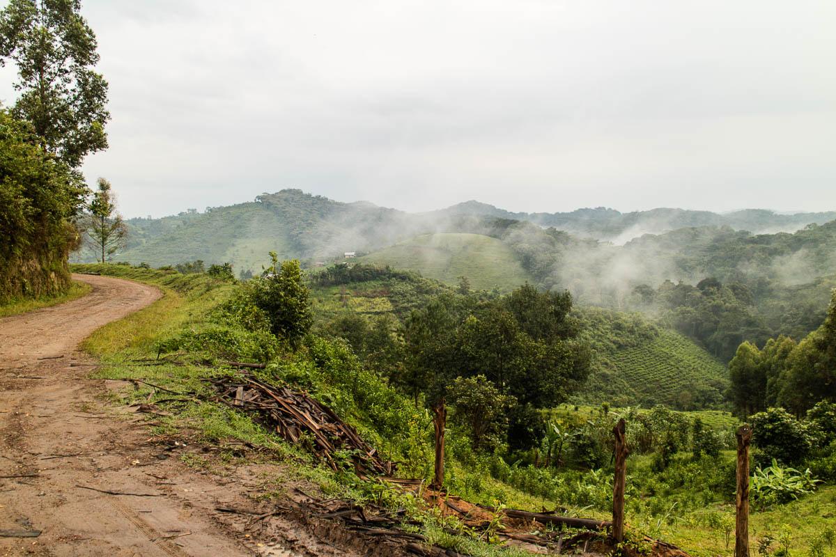 Gorilla Trekking Uganda Point de départ Bwindi Nationalpark