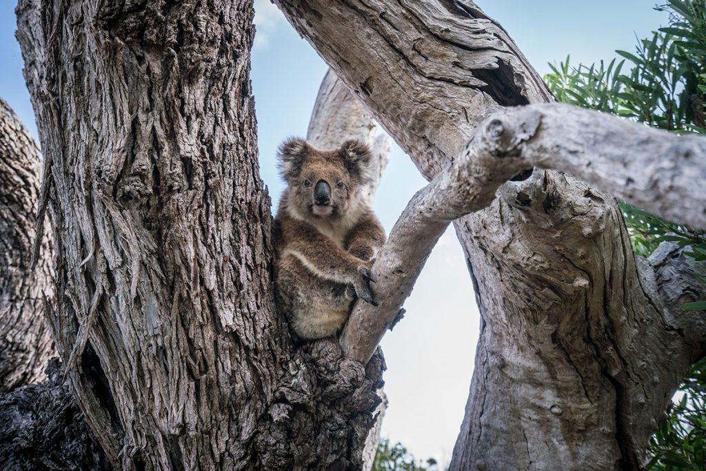 Zuidkust Australië Port Lincoln Koala