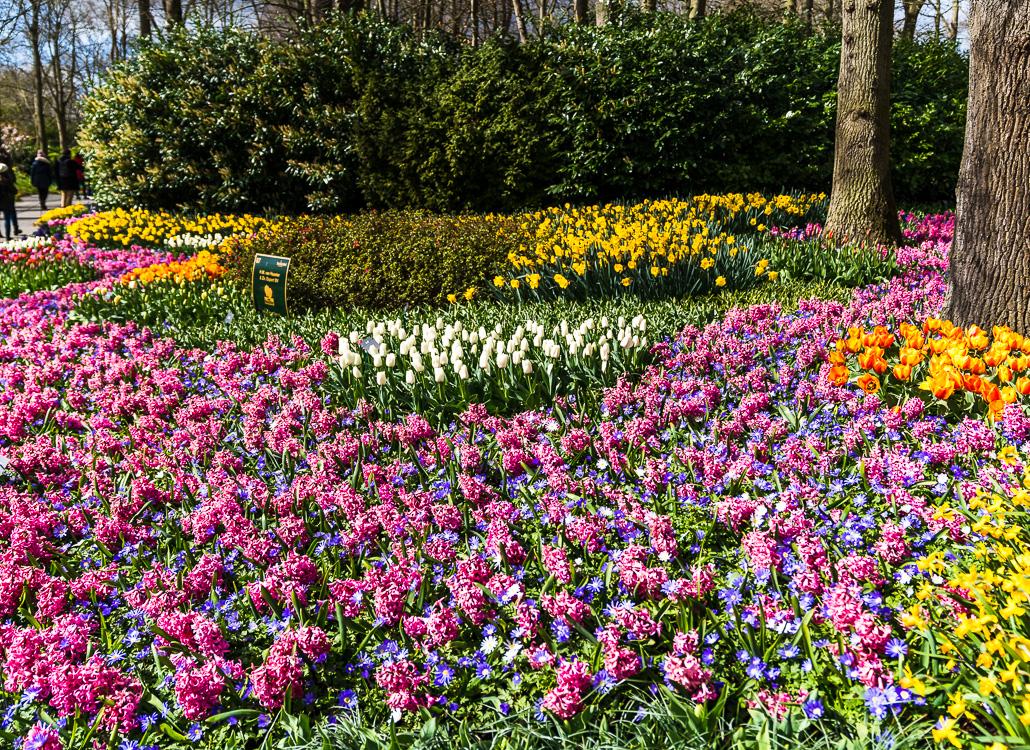 Keukenhof tulpenbloei april