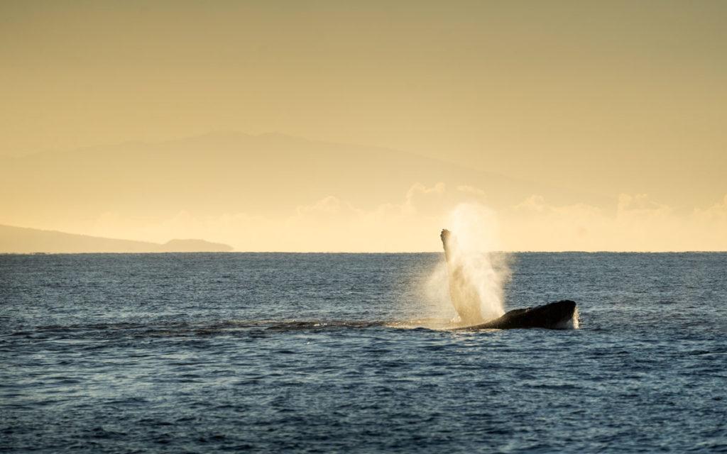 Walvissen Maui Hawaii