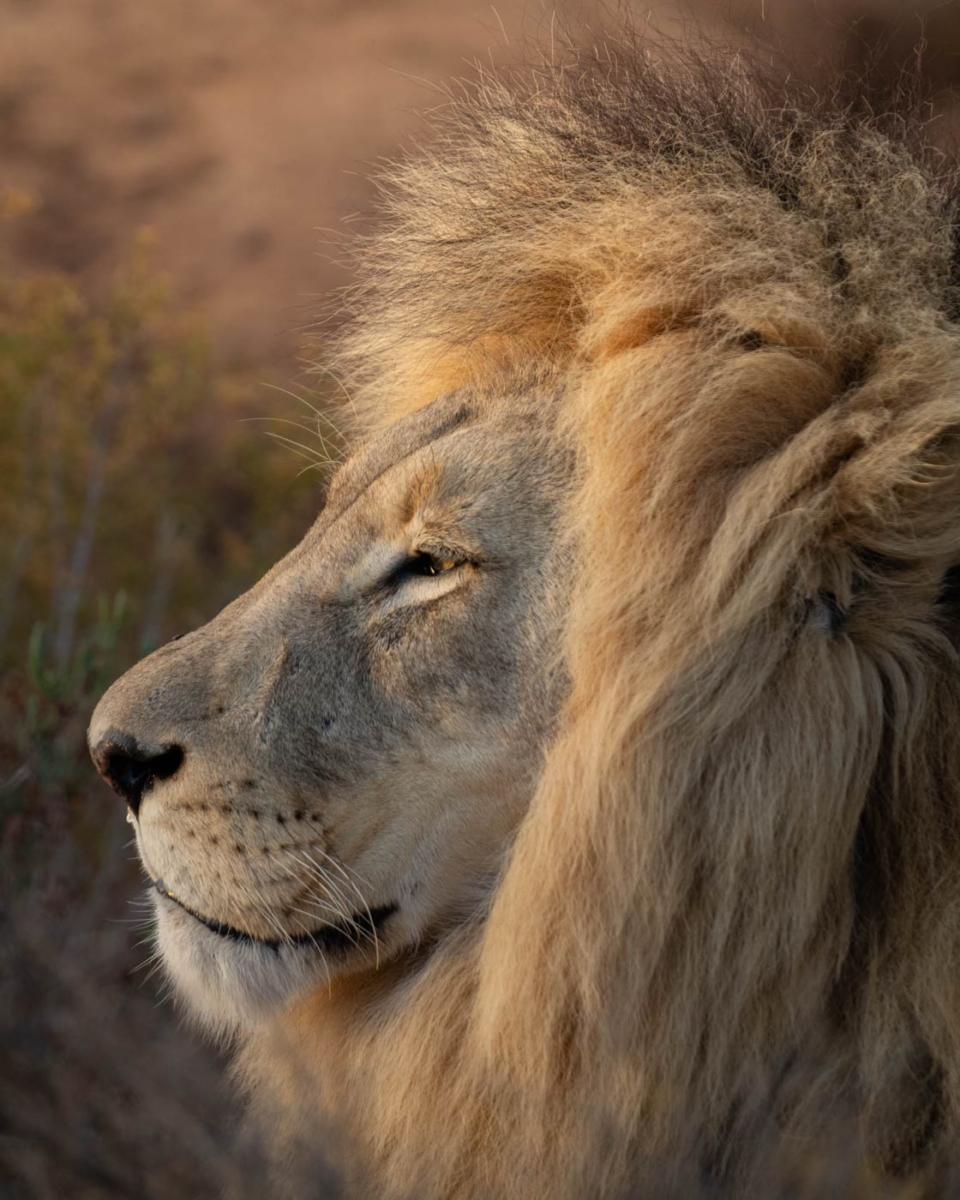 Le lion s'intéresse beaucoup moins à nous