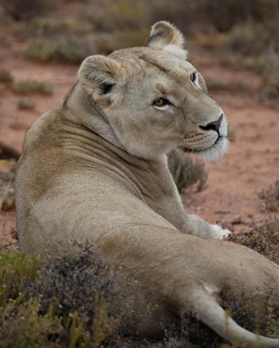 Une des deux lionnes