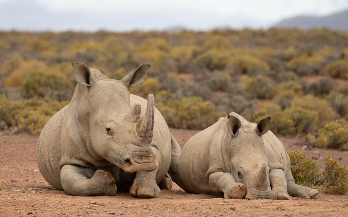 Deux rhinocéros blancs : mère et enfant