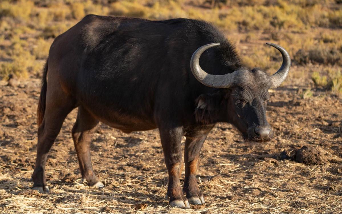 Un buffle d'Afrique