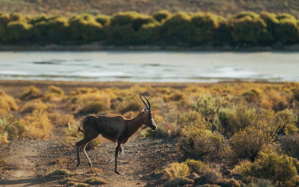 Un blessbok (antilope)