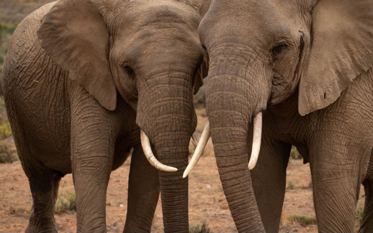 Les éléphants sentent déjà le café de loin
