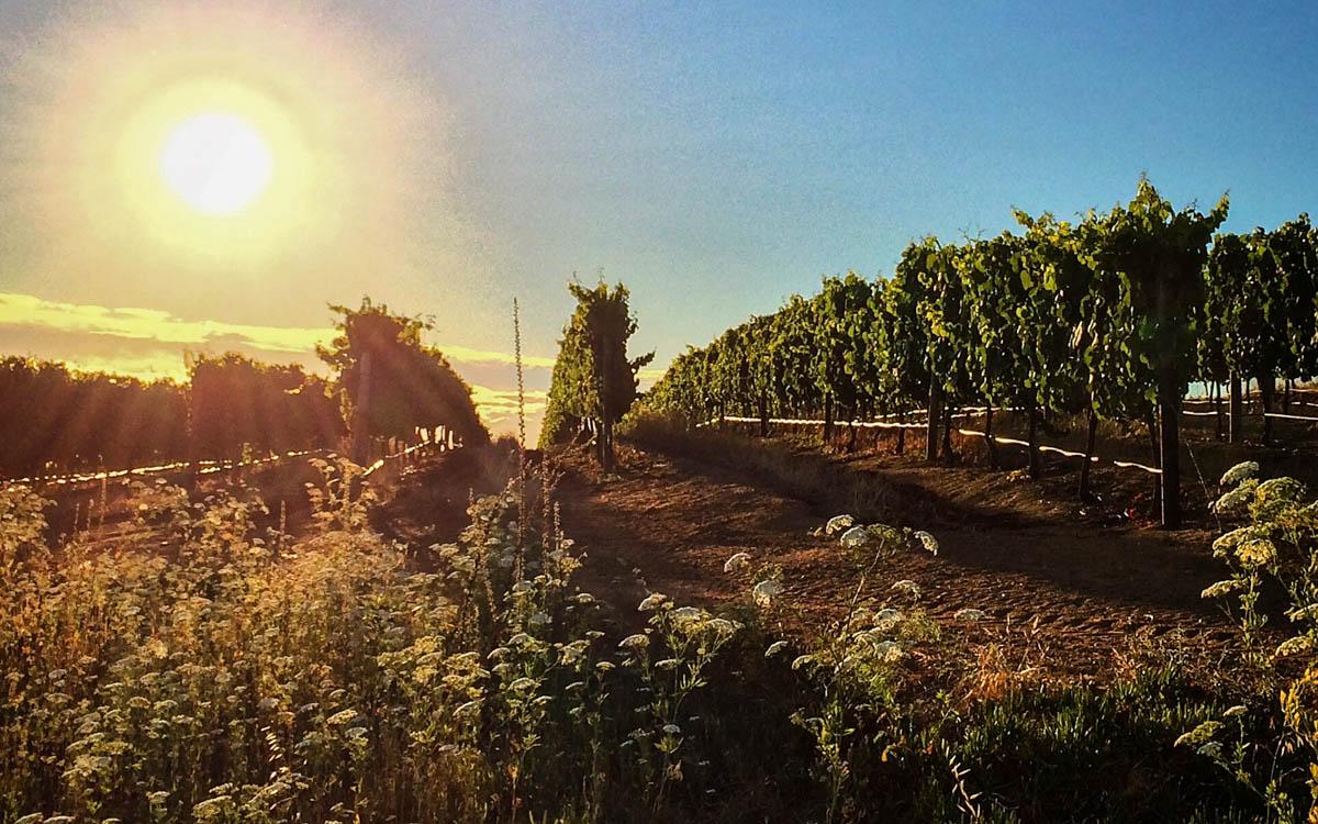 Kleine Zalze Vineyards