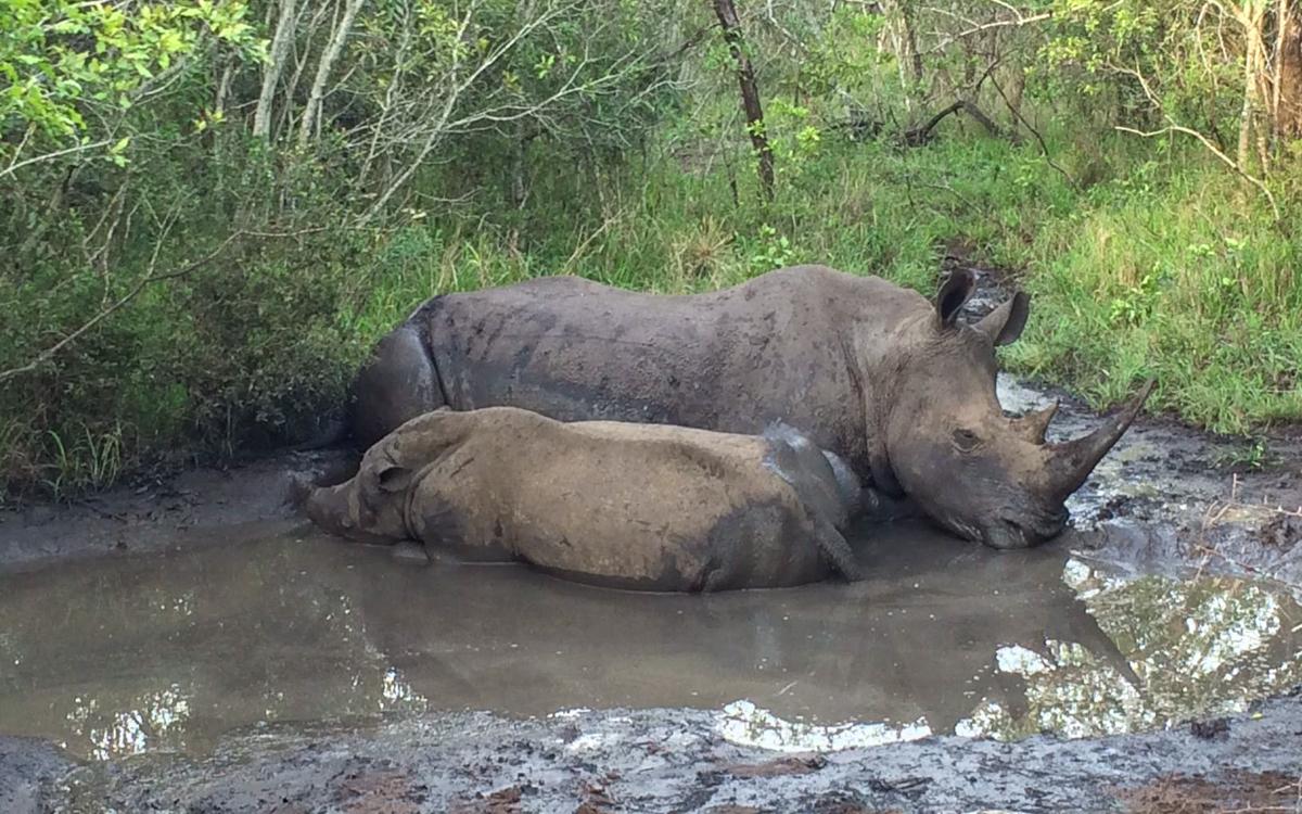 Swaziland Mkhaya Game Reserve White Rhino Family