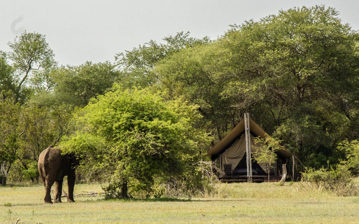 Elephant Rhino Walking Tours