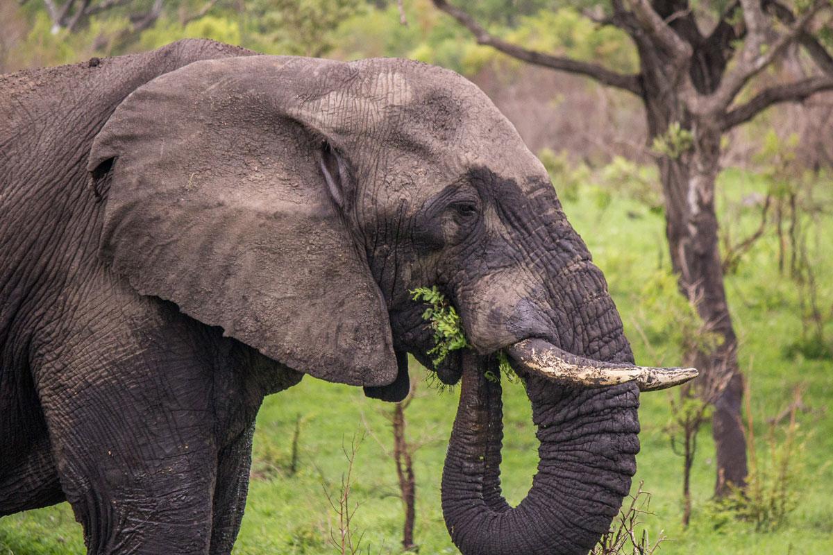 Elephant Sabi Sabi