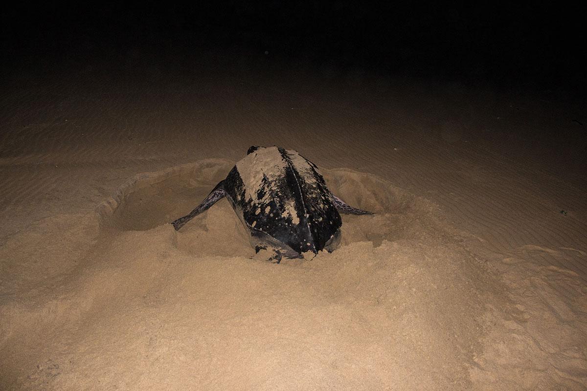 iSimangaliso Wetland Park St Lucia Turtle Tour Female Leatherback Turtle