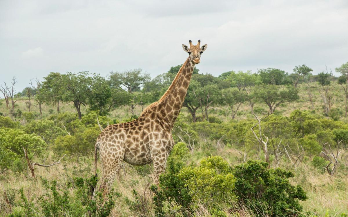 Giraffe in Mkhaya Game Reserve in Swaziland