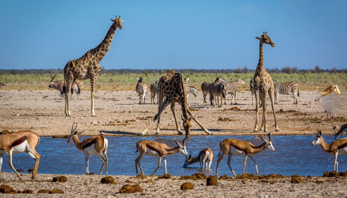 Etosha National Park Namibia