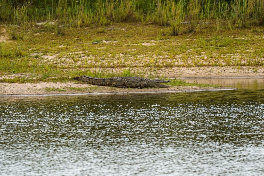 Crocodile South Africa
