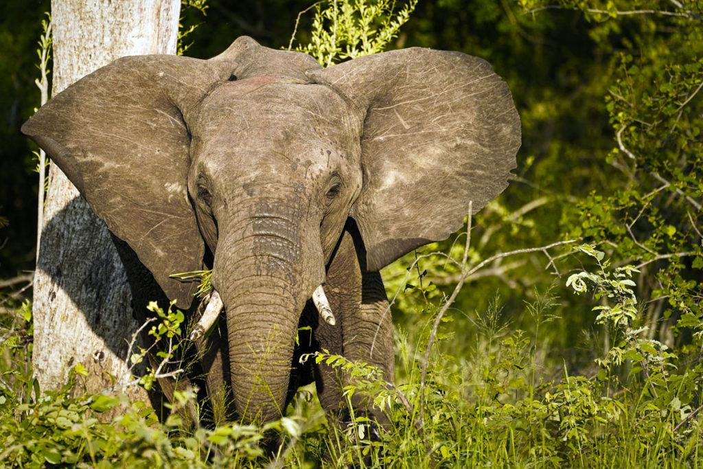 Breeding Herd Elephant