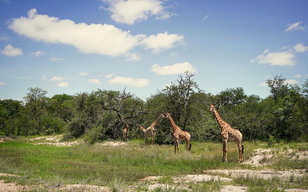 Giraffes South Africa Game Drive