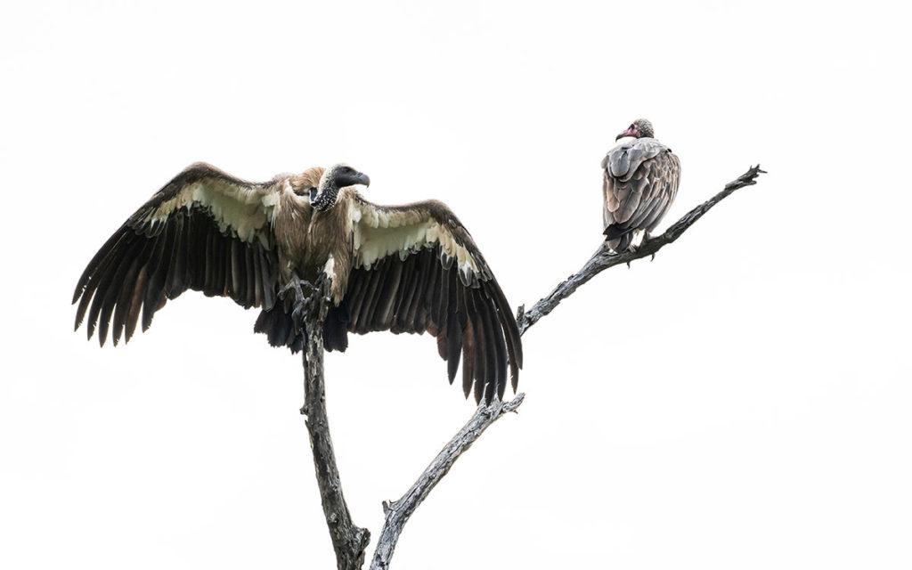 White Backed Vulture - Vulture