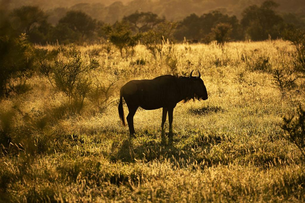 A Wildebeest at Sunrise