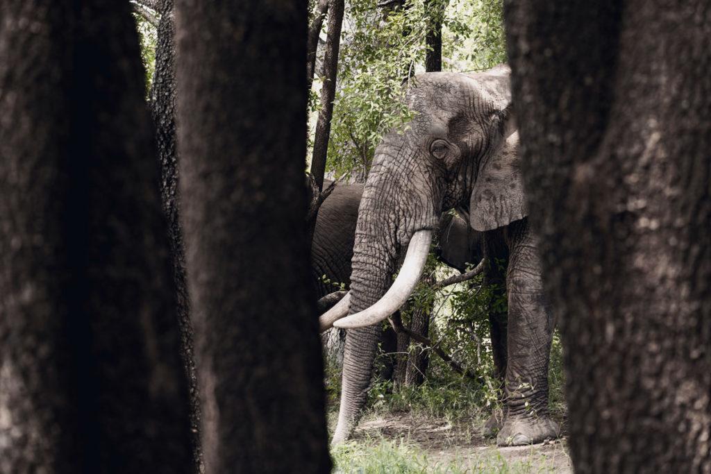 Elephant Visit in Camp